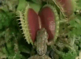 Dionaea muscipula
